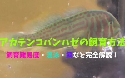 【必読】アカテンコバンハゼの飼育方法！小型でキュート！