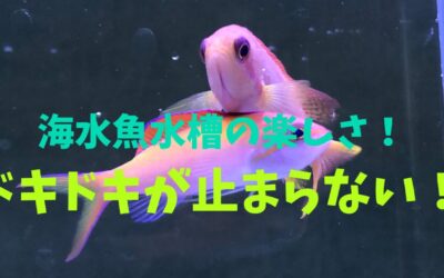 【鑑賞目線】海水魚水槽の楽しさ！ドキドキが止まらない！