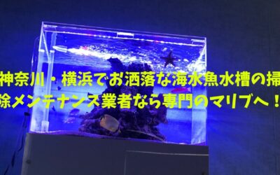 神奈川・横浜でお洒落な海水魚水槽の掃除メンテナンス業者なら専門のマリブへ！