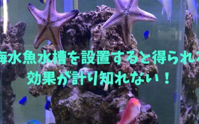 水槽を設置すると得られる効果が計り知れない！