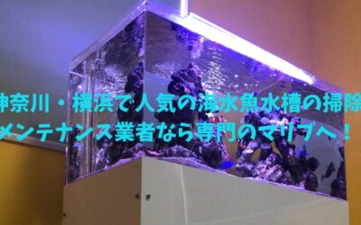 神奈川・横浜で人気の海水魚水槽の掃除メンテナンス業者なら専門のマリブへ！