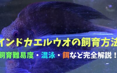【必見】インドカエルウオの飼育方法！おとぼけ顔がたまらない！