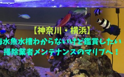 【神奈川・横浜】海水魚水槽わからないけど鑑賞したい！掃除業者メンテナンスのマリブへ！