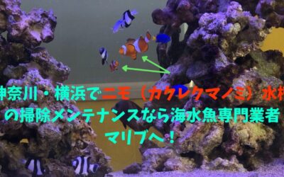 神奈川・横浜でニモ（カクレクマノミ）水槽の掃除メンテナンスなら海水魚専門業者のマリブへ！