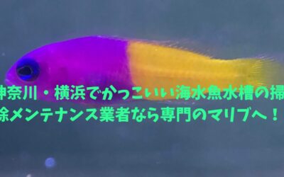 神奈川・横浜でかっこいい海水魚水槽の掃除メンテナンス業者なら専門のマリブへ！