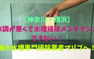 【神奈川・横浜】体調が悪くて水槽掃除メンテナンスできない時の対処方法！お困りなら海水水槽専門掃除業者マリブへ！