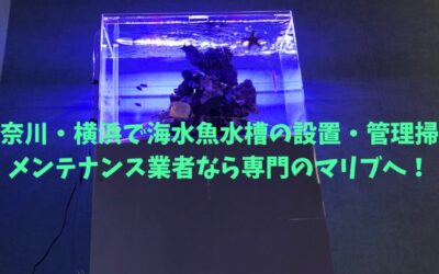 神奈川・横浜で海水魚水槽の設置・管理掃除メンテナンス業者なら専門のマリブへ！