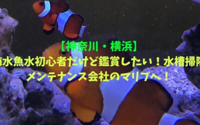 【神奈川・横浜】海水魚水槽初心者だけど鑑賞したい！水槽掃除メンテナンス会社のマリブへ！