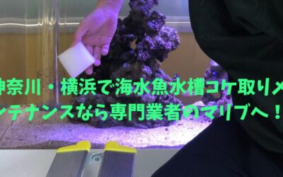 神奈川・横浜で海水魚水槽コケ取りメンテナンスなら専門業者のマリブへ！