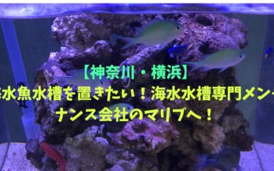 【神奈川・横浜】海水魚水槽を置きたい！海水水槽専門メンテナンス会社のマリブへ！