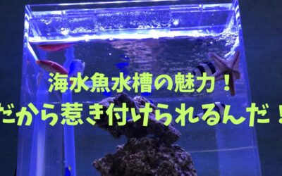 海水魚水槽の5つの魅力！だから惹き付けられるんだ！