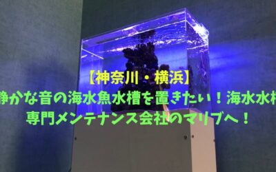 神奈川・横浜で静かな音の海水魚水槽を置きたい！海水水槽専門メンテナンス会社のマリブへ！
