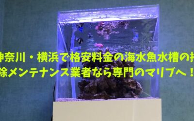 神奈川・横浜で格安料金の海水魚水槽の掃除メンテナンス業者なら専門のマリブへ！