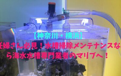 【神奈川・横浜】妊婦さん必見！水槽掃除メンテナンスなら海水水槽専門業者のマリブへ！