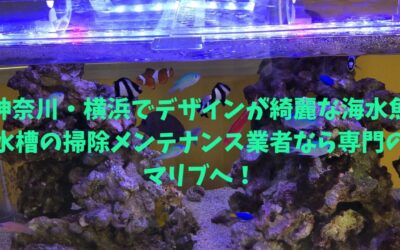 神奈川・横浜でデザインが綺麗な海水魚水槽の掃除メンテナンス業者なら専門のマリブへ！