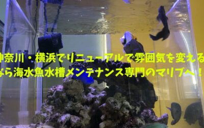 神奈川・横浜でリニューアルで雰囲気を変えるなら海水魚水槽メンテナンス専門のマリブへ！