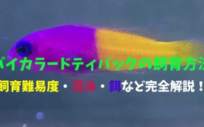 【コツ伝授】バイカラードティバックの飼育方法！紫＆黄の奇跡！