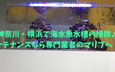 神奈川・横浜で海水魚水槽の掃除メンテナンスなら専門業者のマリブへ！