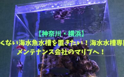 【神奈川・横浜】臭くない海水魚水槽を置きたい！海水水槽専門メンテナンス会社のマリブへ！