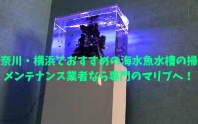神奈川・横浜でおすすめの海水魚水槽の掃除メンテナンス業者なら専門のマリブへ！