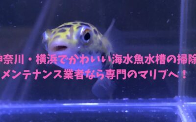 神奈川・横浜でかわいい海水魚水槽の掃除メンテナンス業者なら専門のマリブへ！