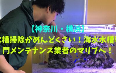 【神奈川・横浜】水槽掃除がめんどくさい！海水水槽専門メンテナンス業者のマリブへ！