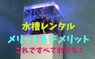 【完全解説】水槽レンタルのメリット＆デメリット！