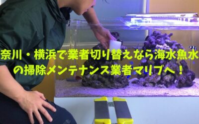 神奈川・横浜で業者切り替えなら海水魚水槽の掃除メンテナンス業者マリブへ！