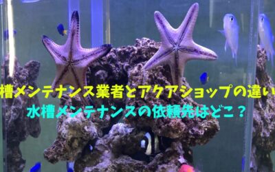 【神奈川・横浜】水槽メンテナンス業者とアクアショップの違い！依頼先は？