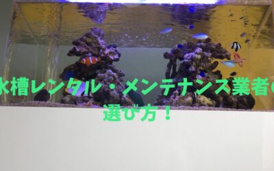 【完全解説】水槽レンタル・メンテナンス業者の選び方！