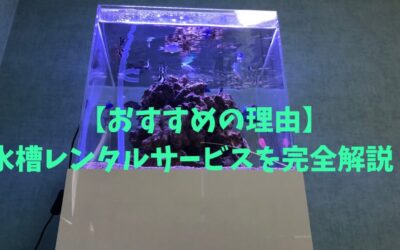 【おすすめの理由】水槽レンタルサービスを完全解説！