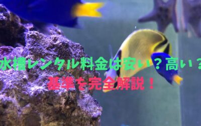 水槽レンタル料金は安い？高い？基準を完全解説！