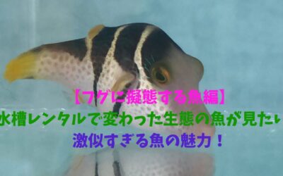 【フグに擬態する魚編】水槽レンタルで変わった生態の魚が見たい！フグに擬態するハギの魅力！