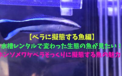 【ベラに擬態する魚編】水槽レンタルで変わった生態の魚が見たい！ホンソメワケベラそっくりに擬態する魚の魅力！！