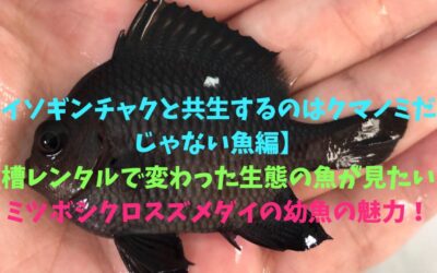 【イソギンチャクと共生するのはクマノミだけじゃない魚編】水槽レンタルで変わった生態の魚が見たい！ミツボシクロスズメダイの幼魚の魅力！