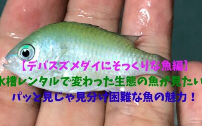 【デバスズメダイにそっくりな魚編】水槽レンタルで変わった生態の魚が見たい！パッと見じゃ見分け困難な魚の魅力！