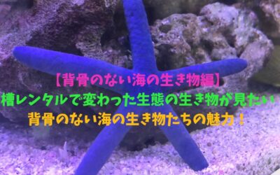 【背骨のない海の生き物編】水槽レンタルで変わった生態の生き物が見たい！背骨のない海の生き物たちの魅力！