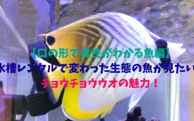 【口の形で食性がわかる魚編】水槽レンタルで変わった生態の魚が見たい！チョウチョウウオの魅力！