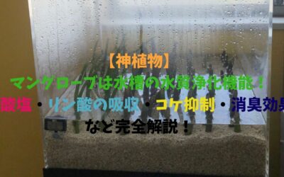 【神植物】マングローブは水槽の水質浄化機能がすごすぎる！硝酸塩・リン酸の吸収・コケ抑制・消臭効果など完全解説！