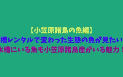【小笠原諸島の魚編】水槽レンタルで変わった生態の魚が見たい！水槽にいる魚も小笠原諸島産がいる魅力！