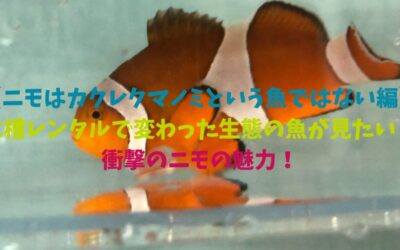 【ニモはカクレクマノミという魚ではない編】水槽レンタルで変わった生態の魚が見たい！衝撃のニモの魅力！