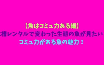 【魚はコミュ力ある編】水槽レンタルで変わった生態の魚が見たい！コミュ力がある魚の魅力！