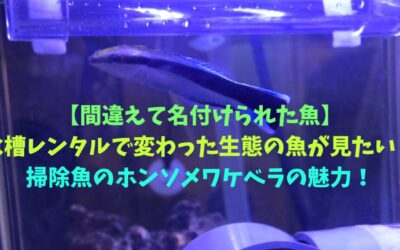 【間違えて名付けられた魚】水槽レンタルで変わった生態の魚が見たい！掃除魚のホンソメワケベラの魅力！