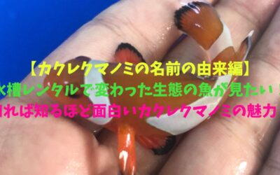 【カクレクマノミの名前の由来編】水槽レンタルで変わった生態の魚が見たい！知れば知るほど面白いカクレクマノミの魅力！