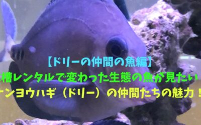 【ドリーの仲間の魚編】水槽レンタルで変わった生態の魚が見たい！ナンヨウハギ（ドリー）の仲間たちの魅力！