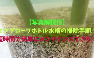 【写真解説付】マングローブボトル水槽の水換え掃除手順！短時間で簡単に手入れメンテナンスできる！
