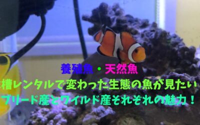 【養殖魚・天然魚編】水槽レンタルで変わった生態の魚が見たい！ブリード産とワイルド産それぞれの魅力！