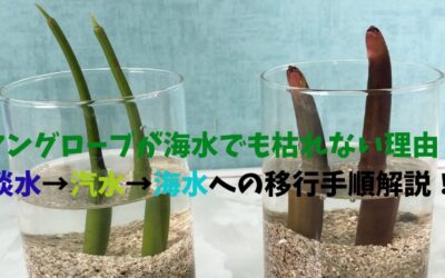 【水槽】マングローブが海水でも枯れない理由！淡水→汽水→海水への移行手順写真付き解説！