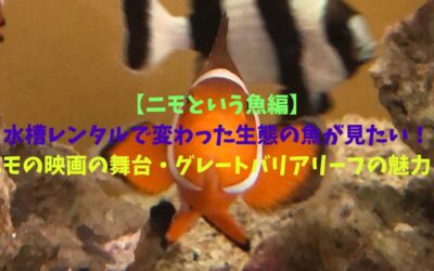 【ニモという魚編】水槽レンタルで変わった生態の魚が見たい！ニモの映画の舞台・グレートバリアリーフの魅力！