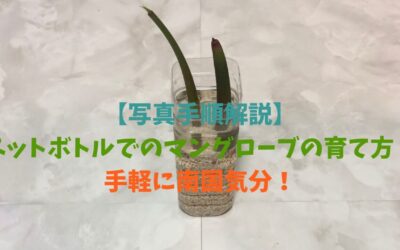 【写真手順解説】ペットボトルでのマングローブの育て方！手軽に南国気分！